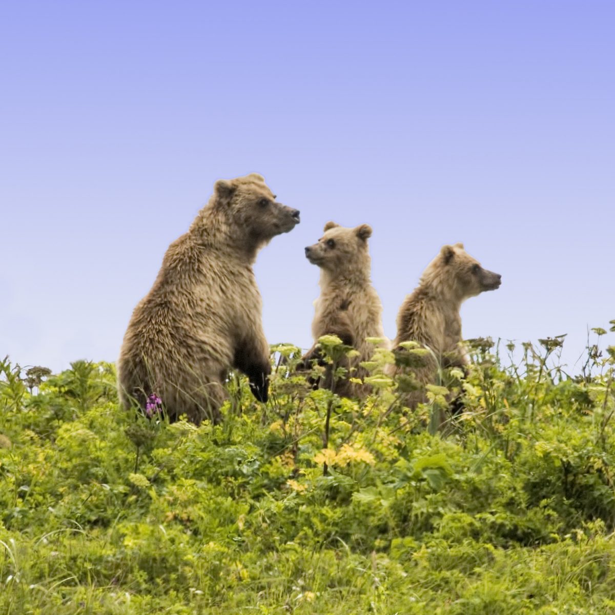 The Goldilocks of Flash Memory