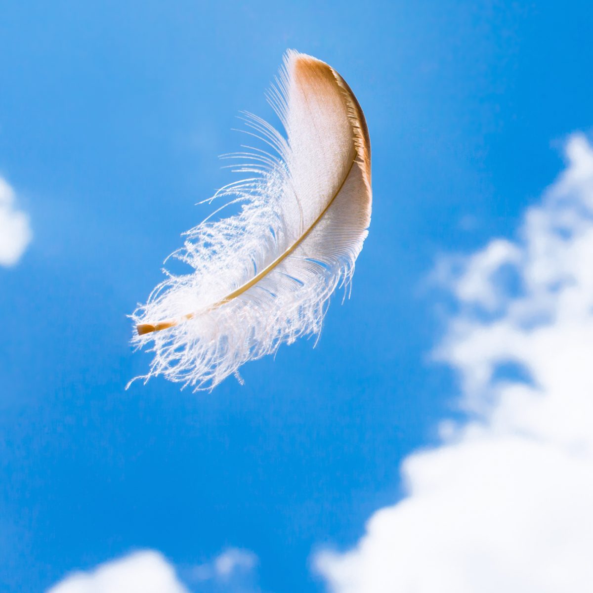 Watching the Weightless