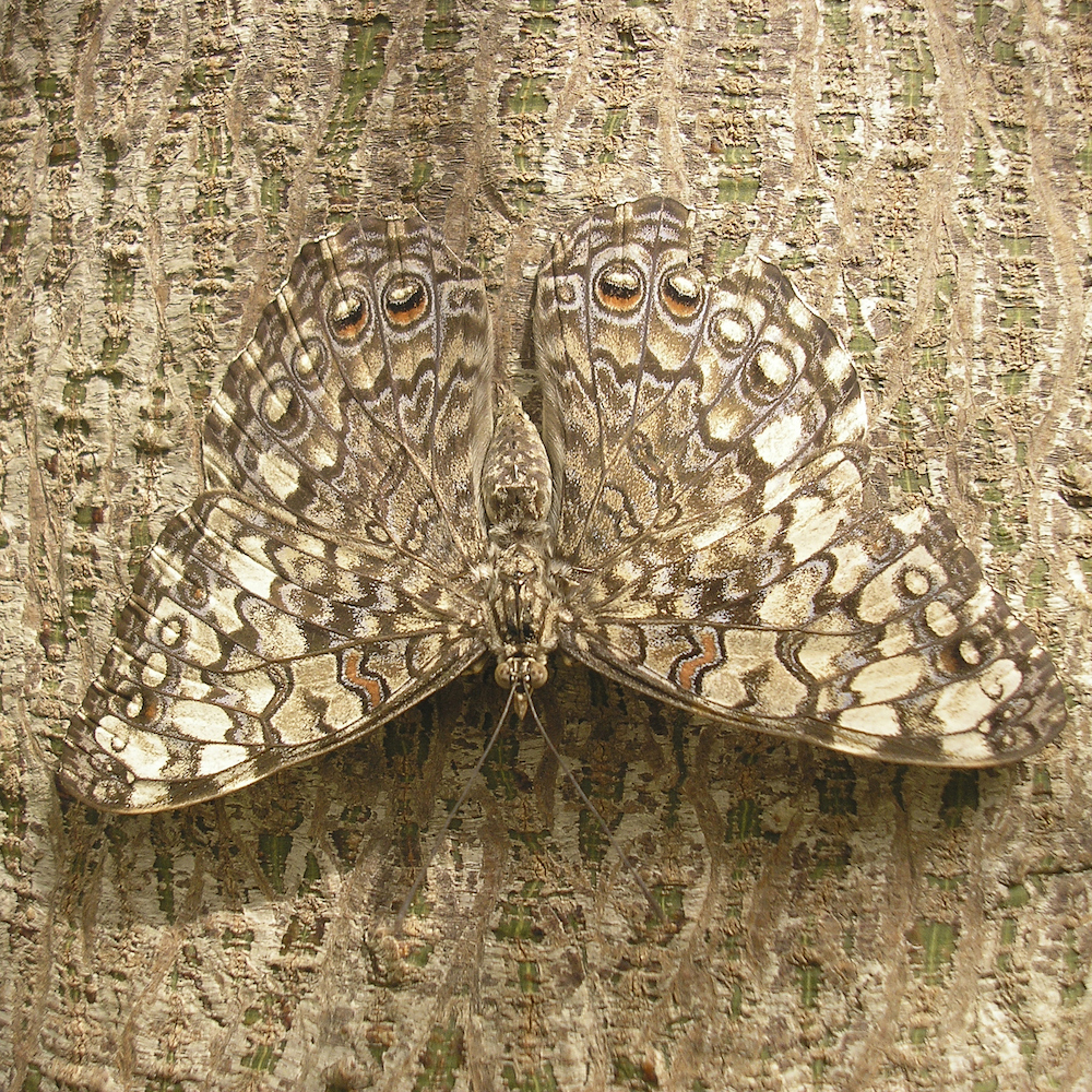 The Cat-and-Mouse World of Logic Camouflage