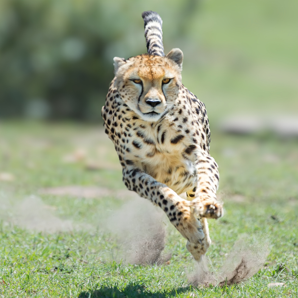 Artificial Intelligence and the Need for Speed