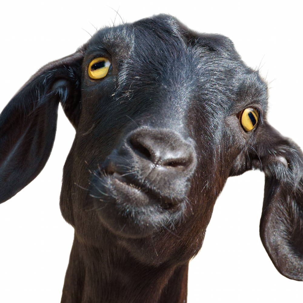 In Defense of Ignorance