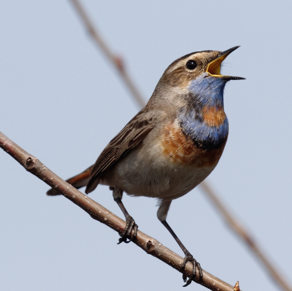 Chirp Does Data Over Sound