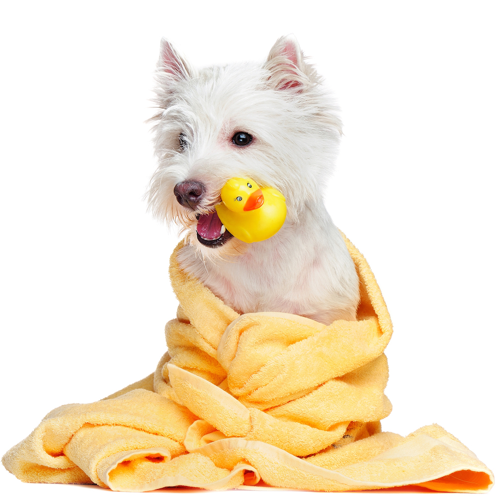 Synthetic Images for AI Training