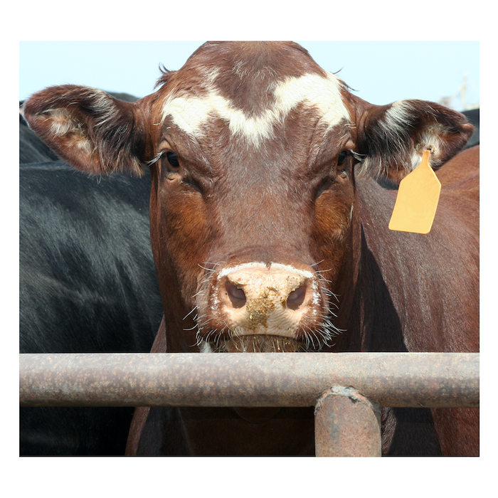 Do You Work at a Tech Company? Are You Sure?