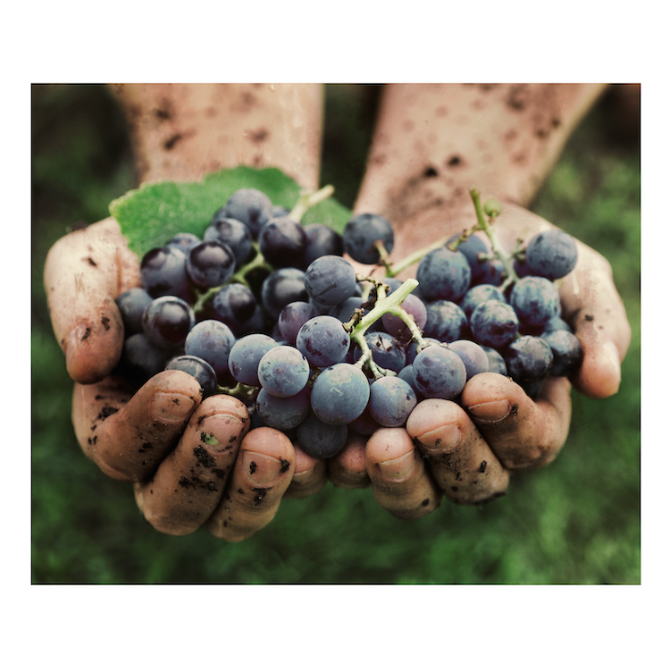 Wine Wi-Fi Finds Fine Vines