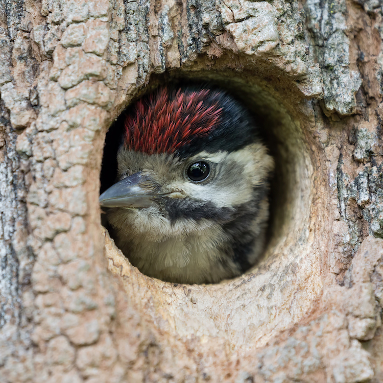 The First Emulators of Spring