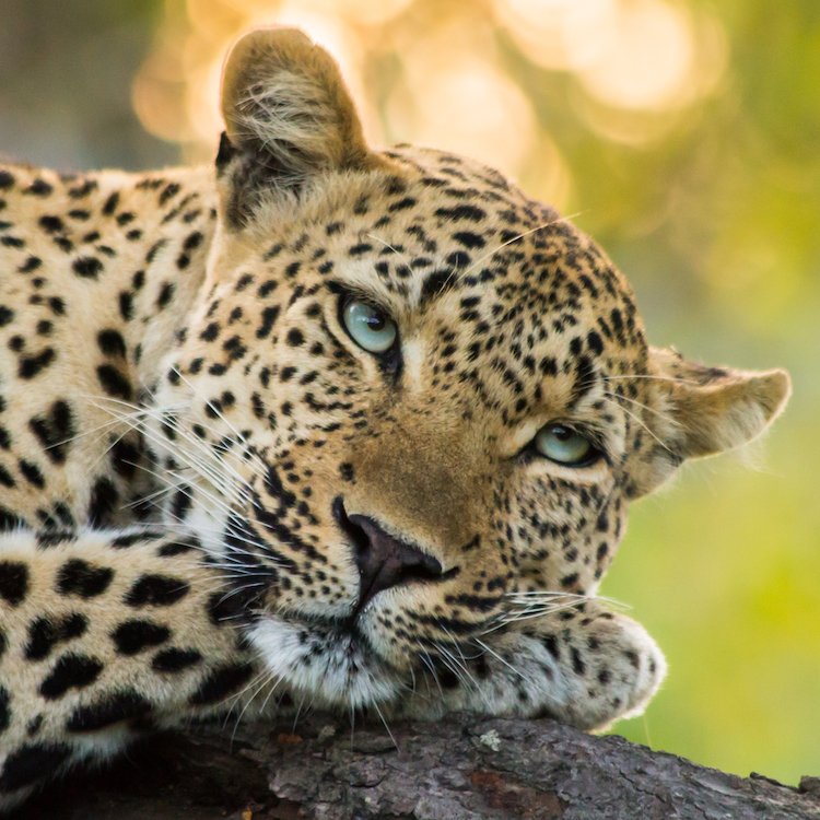 How the Intel 8088 Got Its Bus