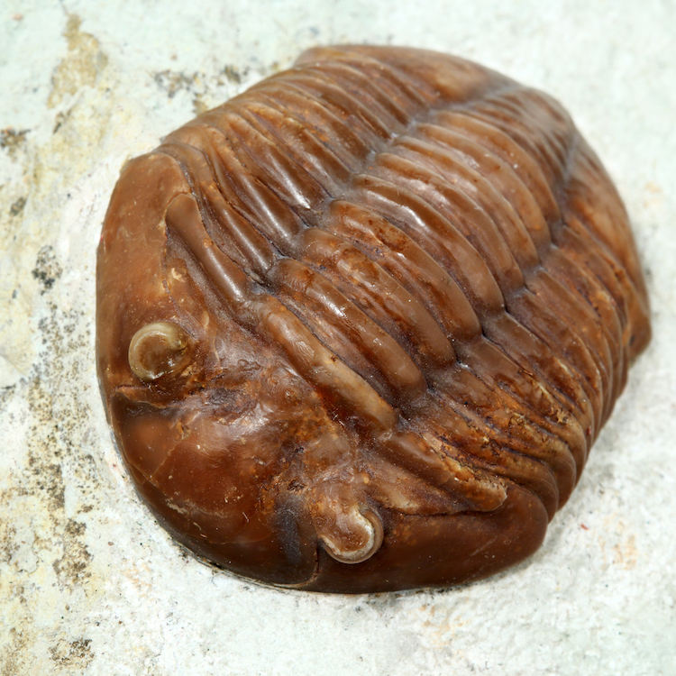 Time of Flight Sensors, Trilobites, and Tunable Optics – What an Unlikely Combo!