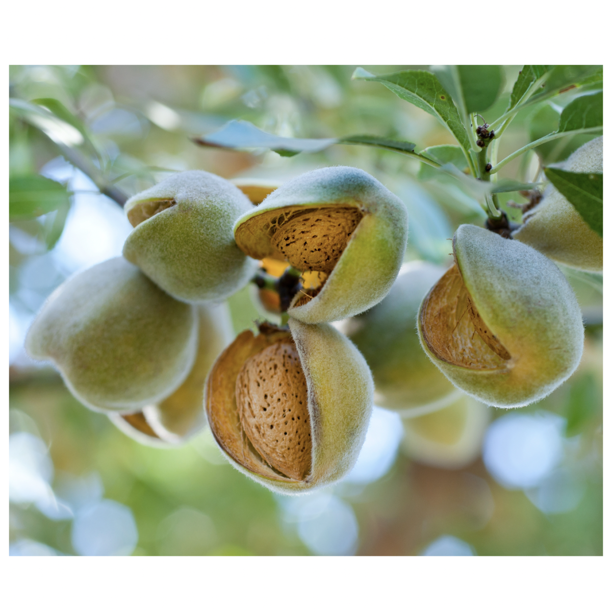Autonomous Robot Tank Eradicates Almond Pests with One Silent Shot