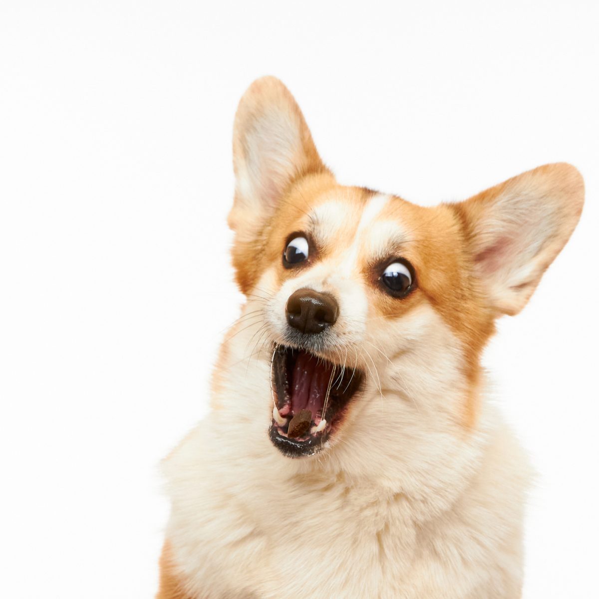 Farewell my beloved x1 x10 Scope Probe