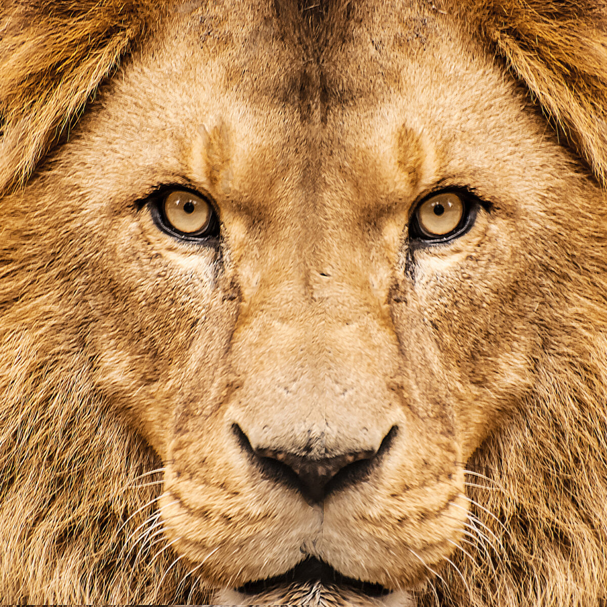 Adiuvo Engineering’s Leonidas Spartan 7 Tile makes it easy for you to drop an FPGA into your design