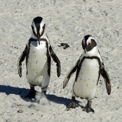 Linux or Commercial OS?