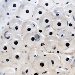 Yet Another Parallel Approach