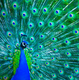 Showing off in San Jose