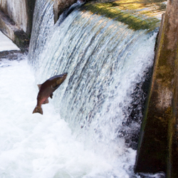 Swimming Upstream – Fast