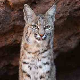 AMD’s Bobcat Challenges Atom