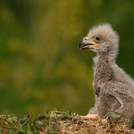 ARM’s Cortex-A15 “Eagle” Has Landed