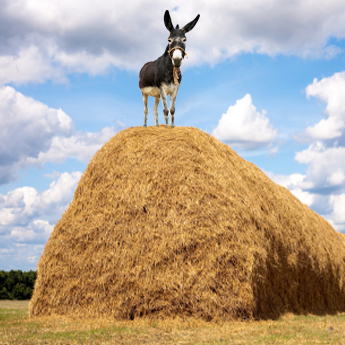 The Donkey and the Engineer