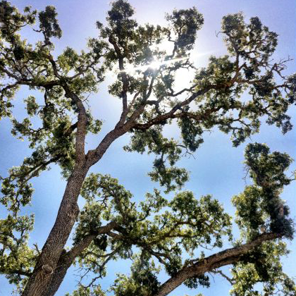 ARM Servers “Cloud” the Issue