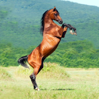 The Process of Process Tracking