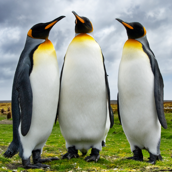 Which Will be the First Penguin in the Water?