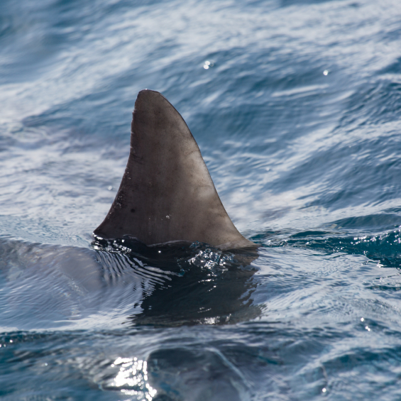 Challenged By FinFETs