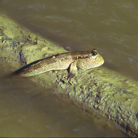 Xilinx Loses Its Tail