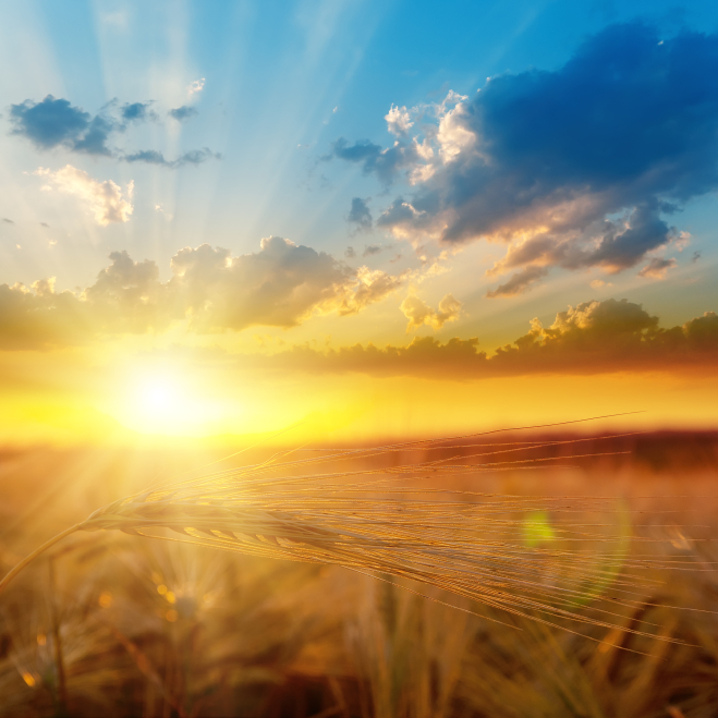 Altera’s Long Game