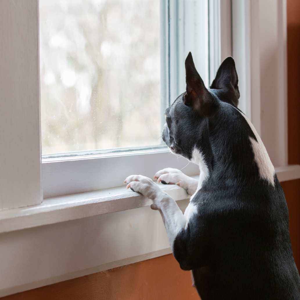 EDA: Expanding or Fading?