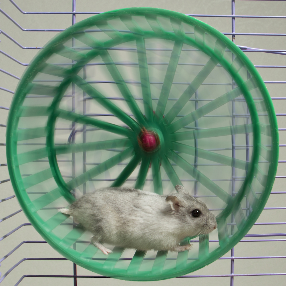 Hamster Wheel