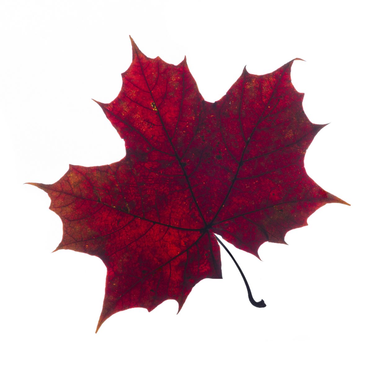 Organically-Shaped Antennas