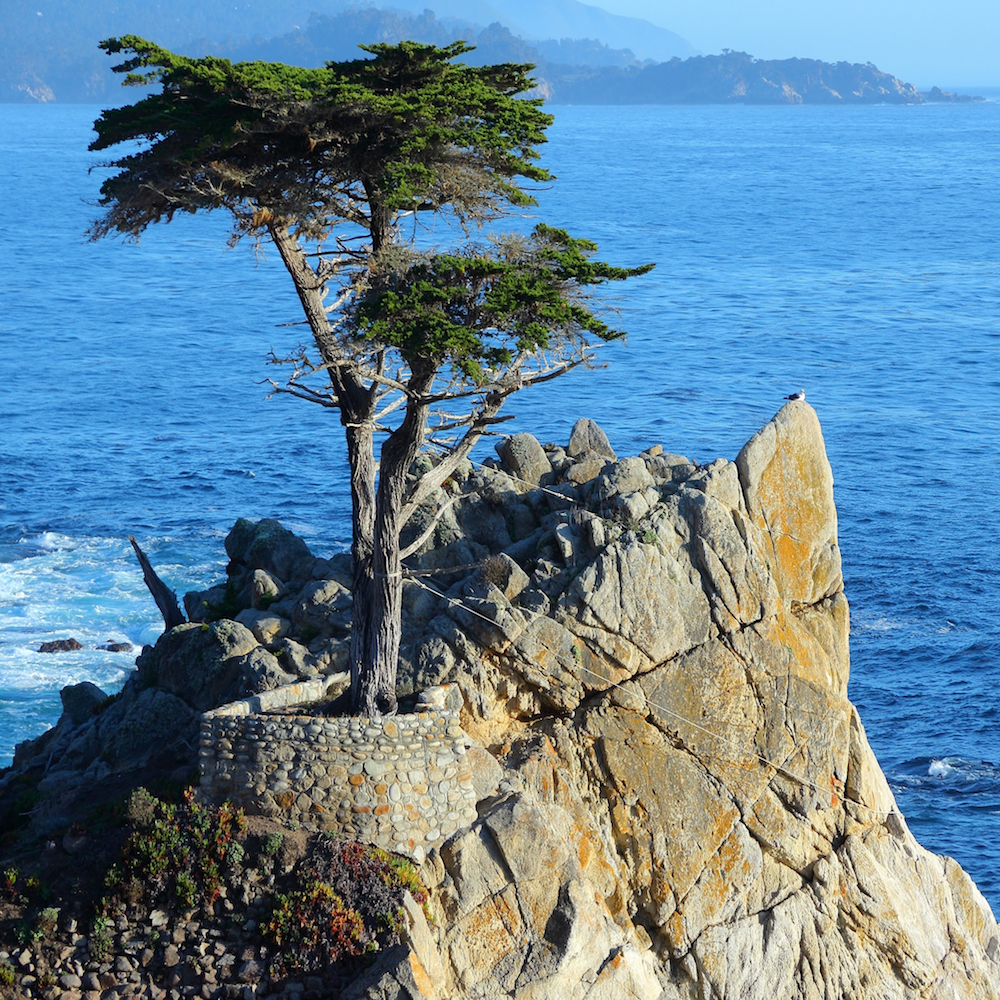 Cypress Tames Two-Headed Monster